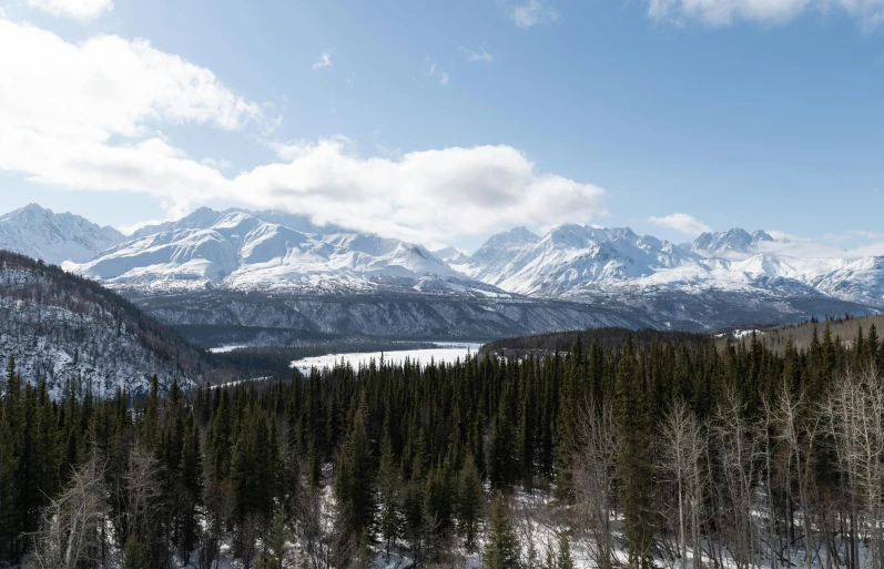 there is a snowy hill with pine trees