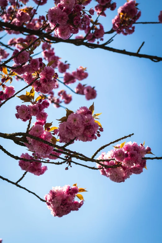 pink flowers are seen on this tree nch