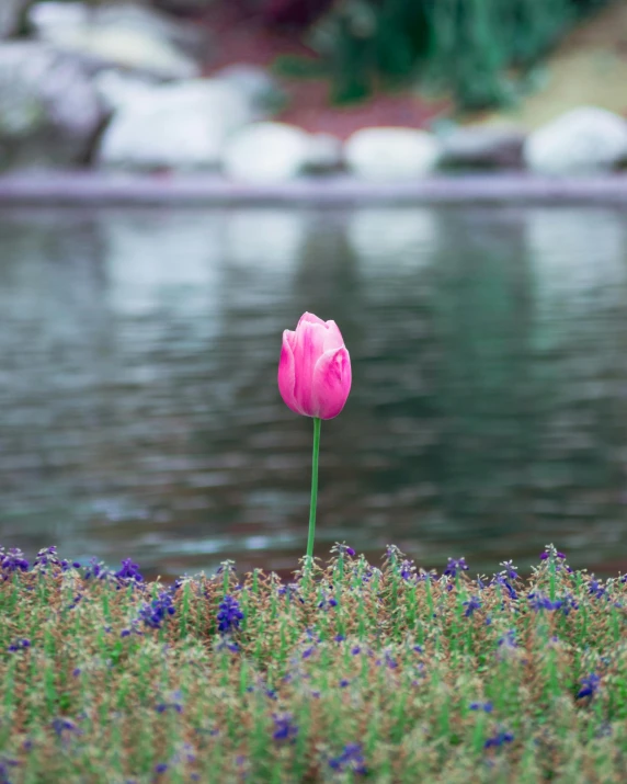 a single pink flower growing out of the ground