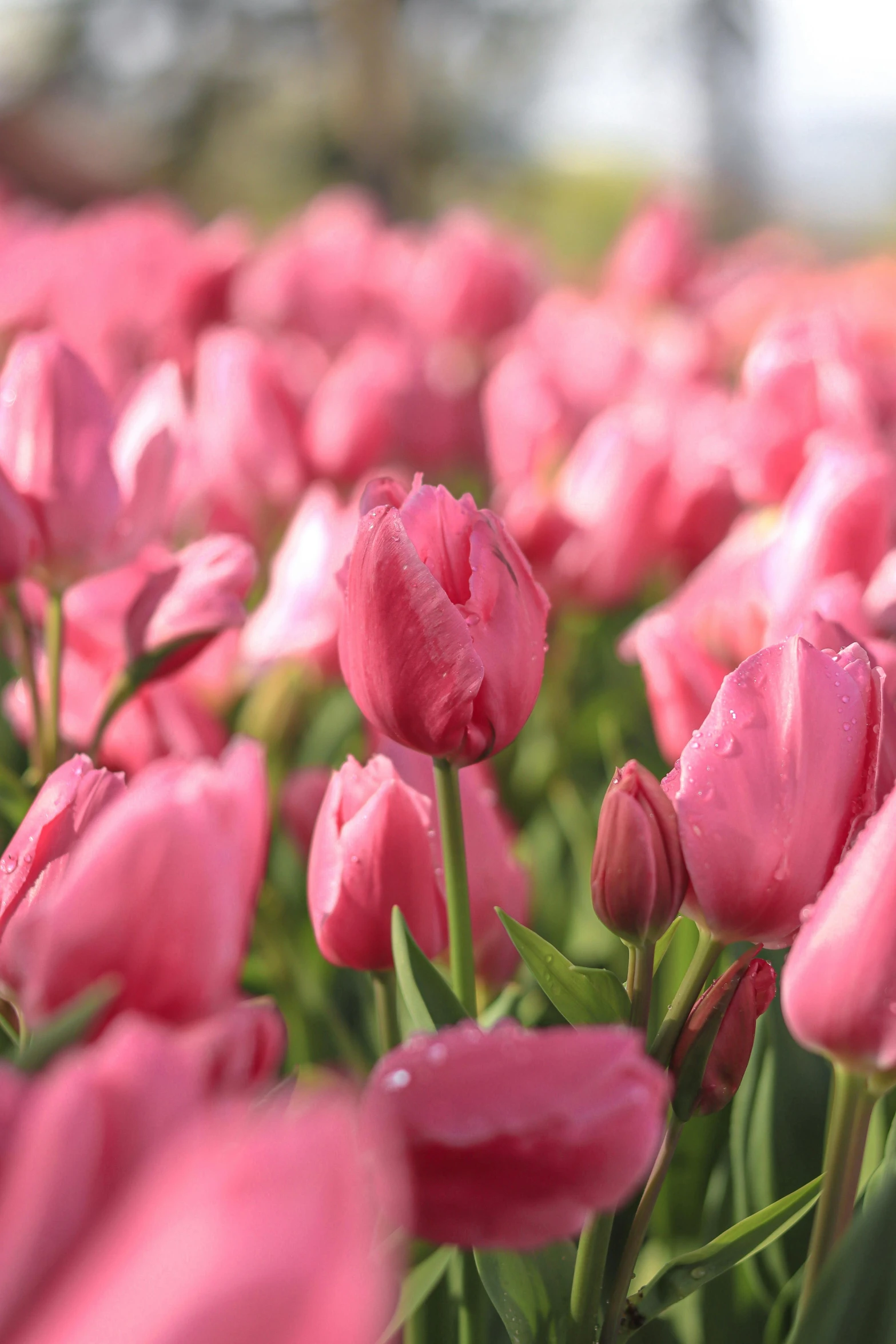 pink tulips are blooming in a field