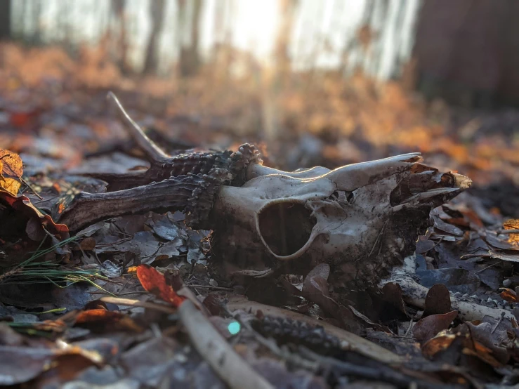 a skull of some sort sitting in the woods