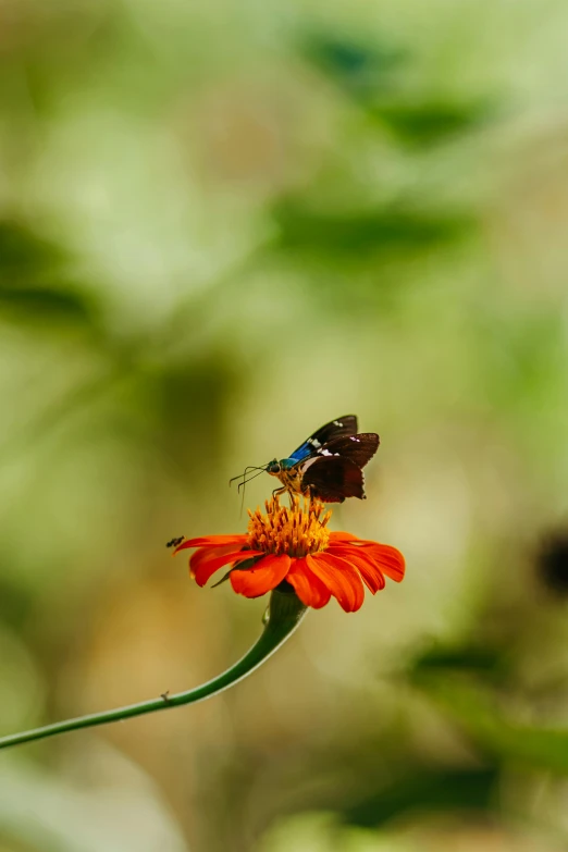 two brown erfly standing on top of an orange flower