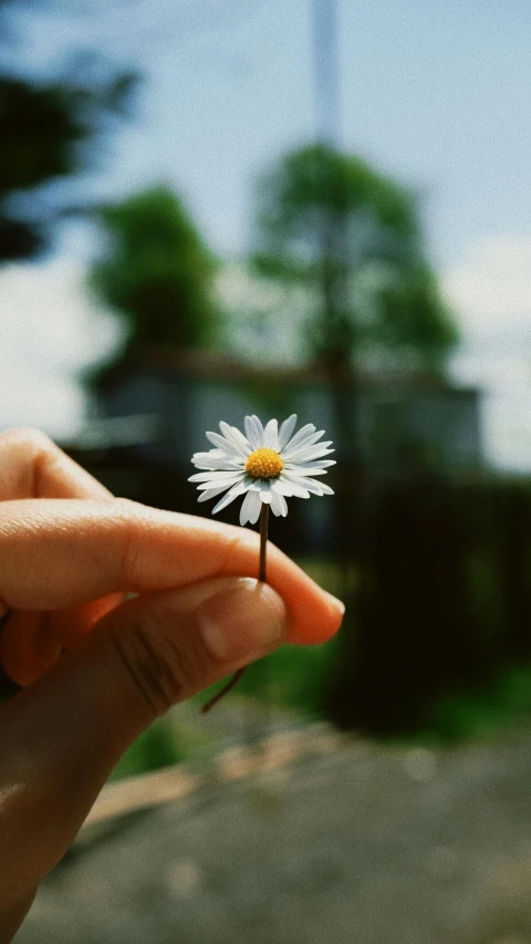 a tiny flower being held by a person