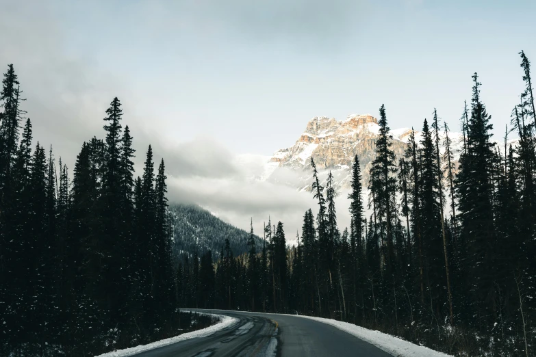 the road is surrounded by many very tall trees