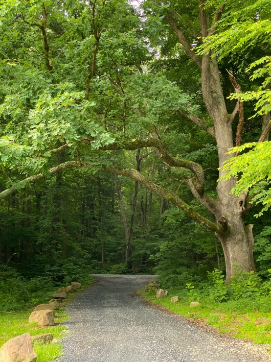 a pathway leads into the woods of some sort