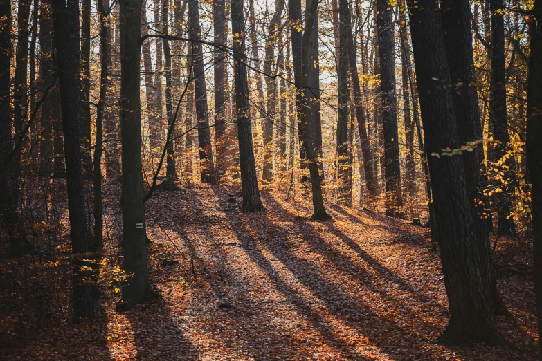 a forest scene is shown in the autumn colors