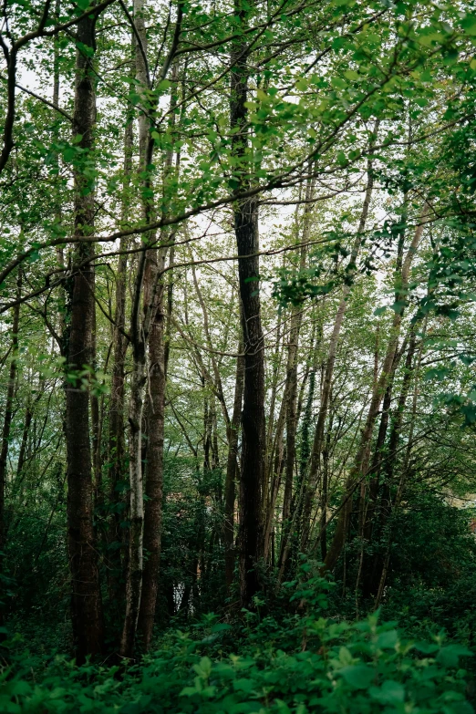 many trees and foliage in a park