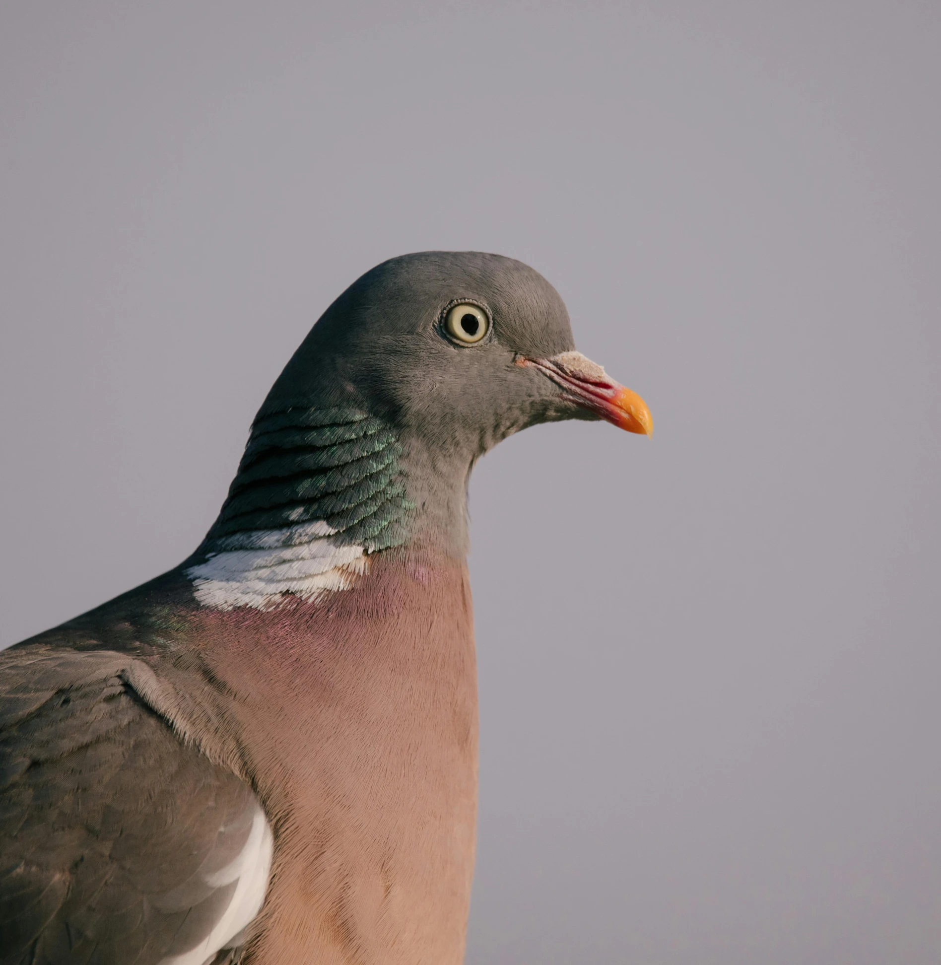 a gray bird with orange beak and long legs