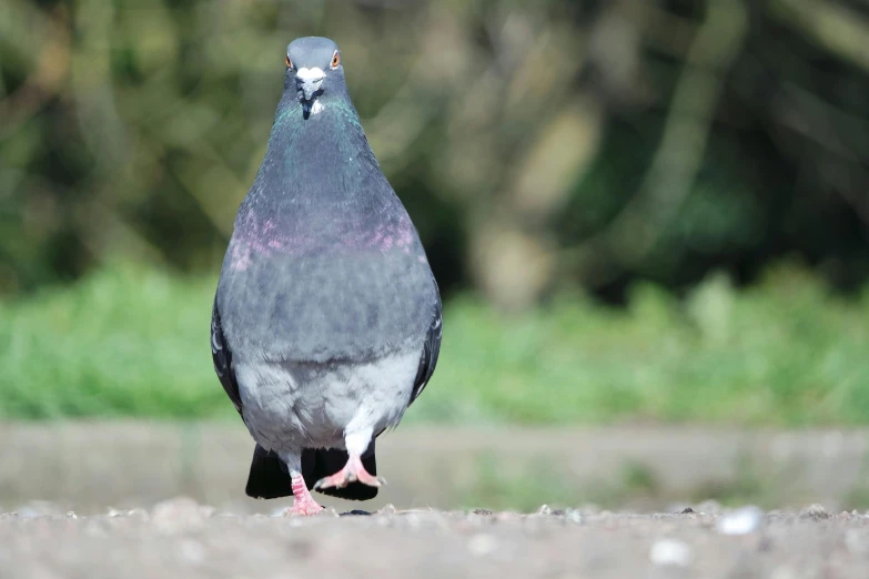 a bird that is standing on concrete looking at the ground