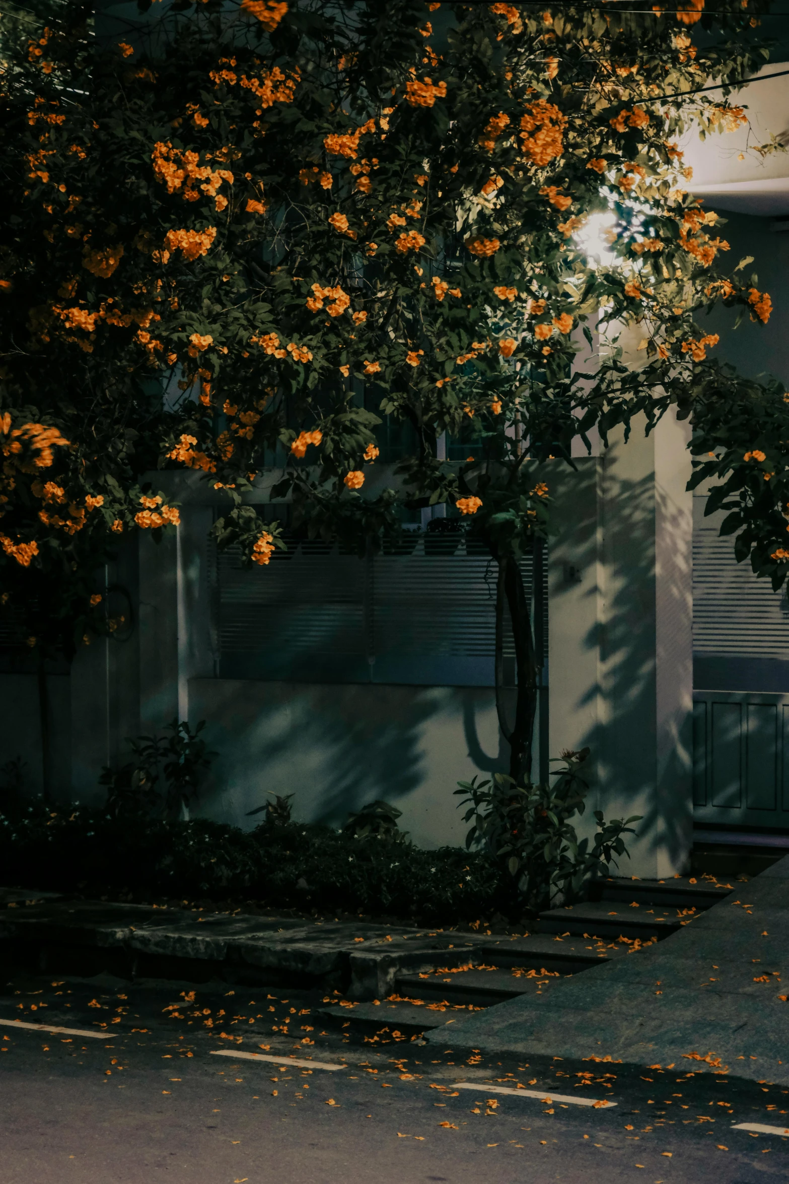 a bright, tree - like plant in front of a white building