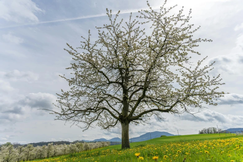 the lone tree in a field of green and yellow flowers