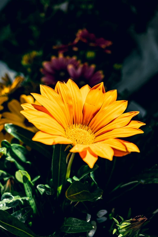 the yellow flower is blooming in the garden