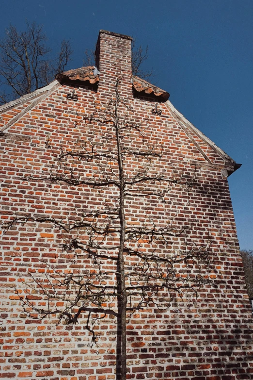 tree outside of brick building with nches on it