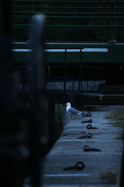 a bird standing on a platform next to a fence