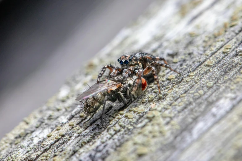 a very close up image of a fly on some wood