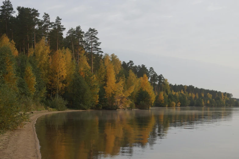 a body of water next to many tall trees