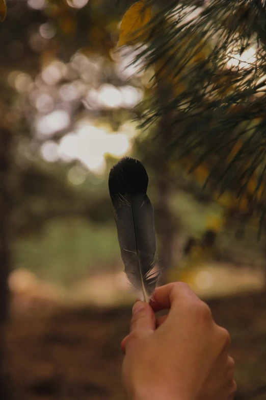 a small black bird feather sitting on a tree nch