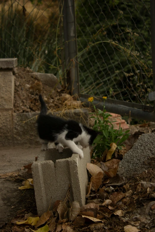 black and white cat trying to reach soing on the ground