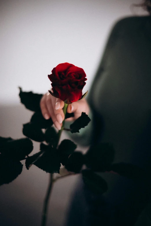 a person holding a red flower in their hand