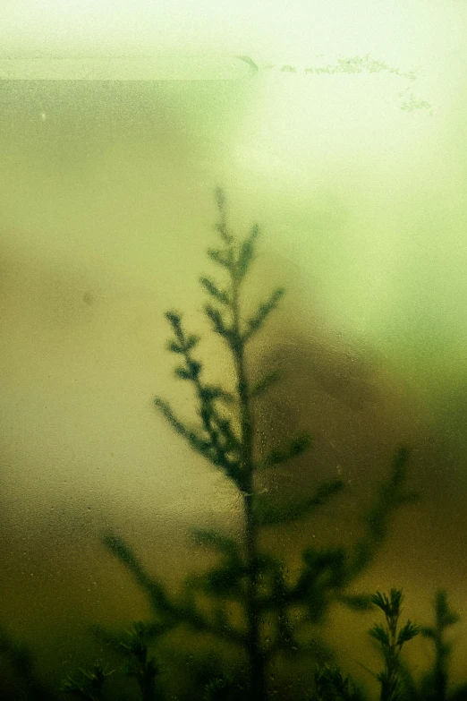 a green plant in front of an artistic sky