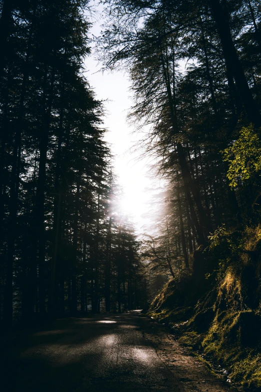 a road in the middle of some trees and light