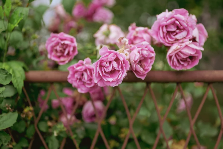 pink roses growing on the side of a fence