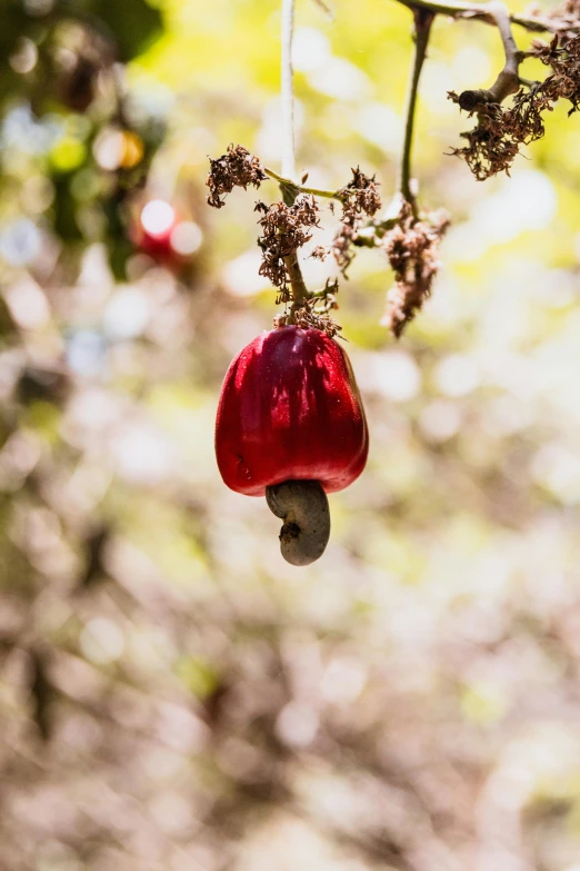 red object hanging from a tree nch in the sun