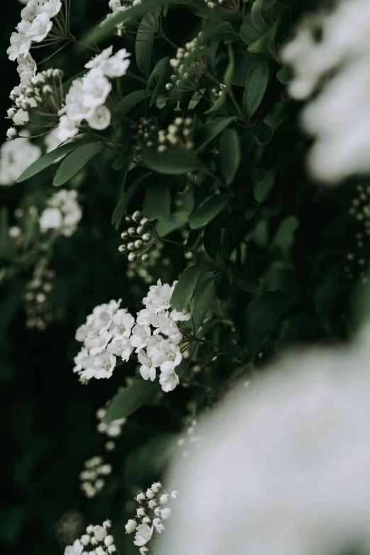 some white flowers blooming in the corner of a bush