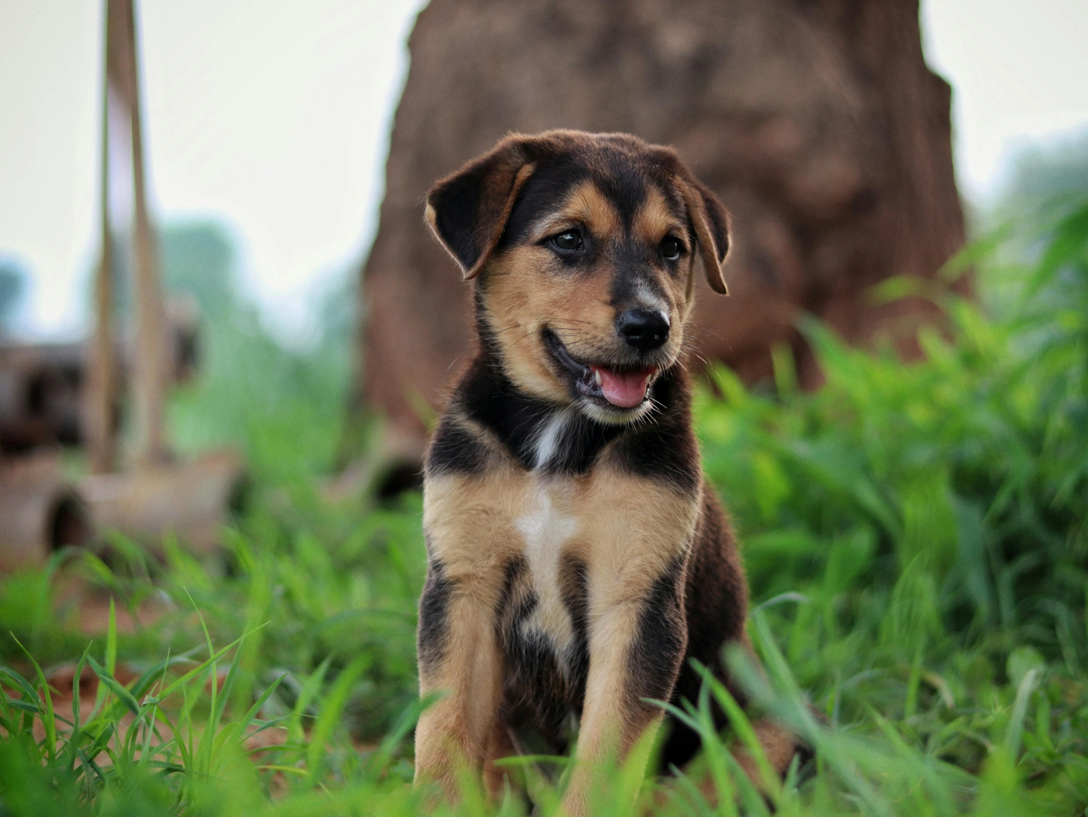 a brown and black dog standing in a field