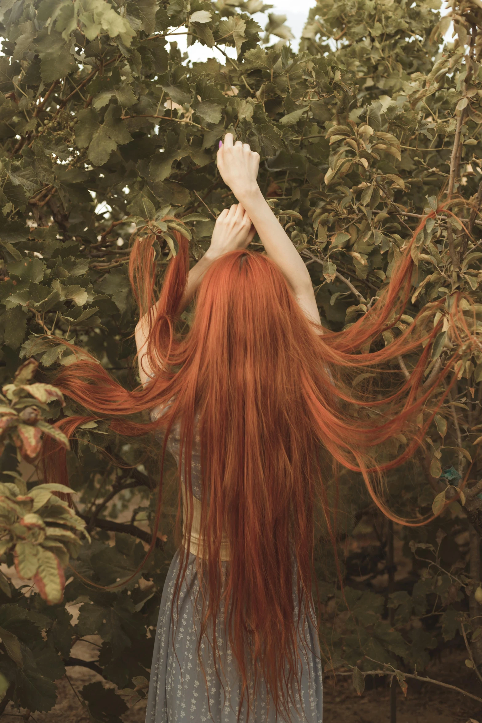 the long redhead hair of a  in the field