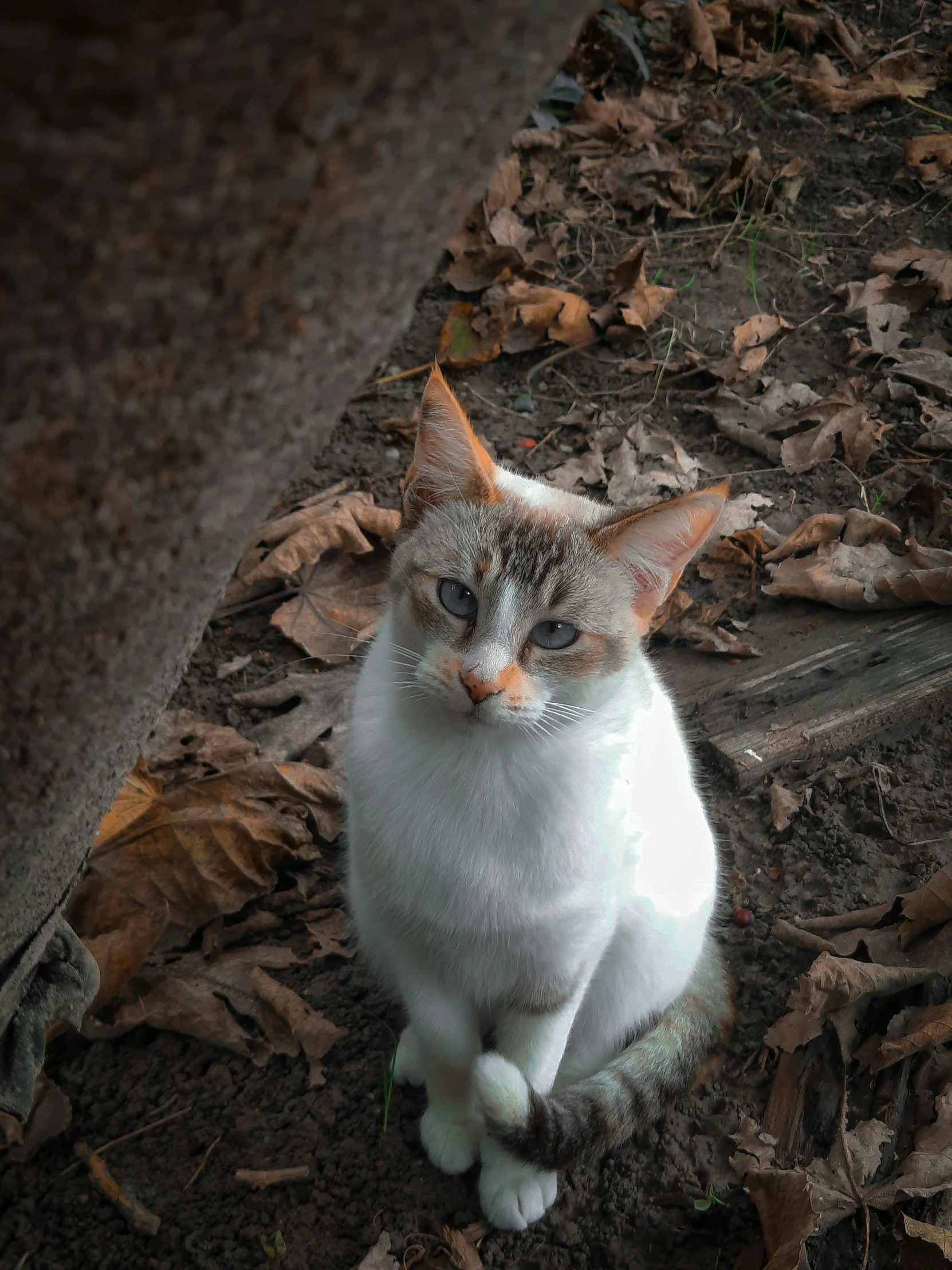 a white and gray cat sitting on top of leaves