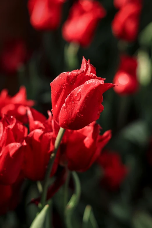 a red flower with water drops on it