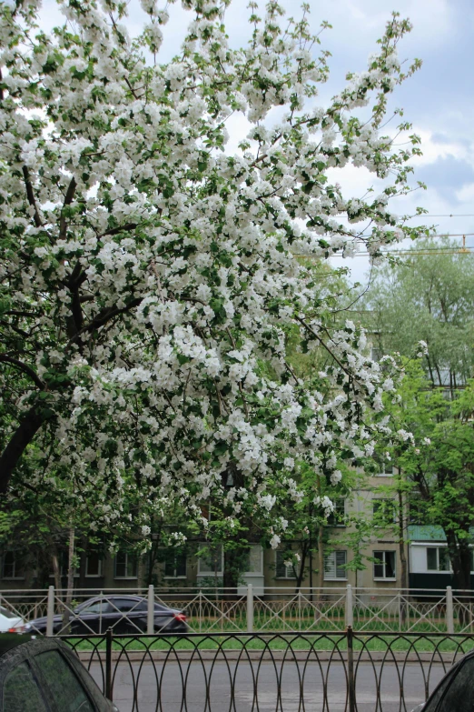 tree with flowers and green leaves next to road