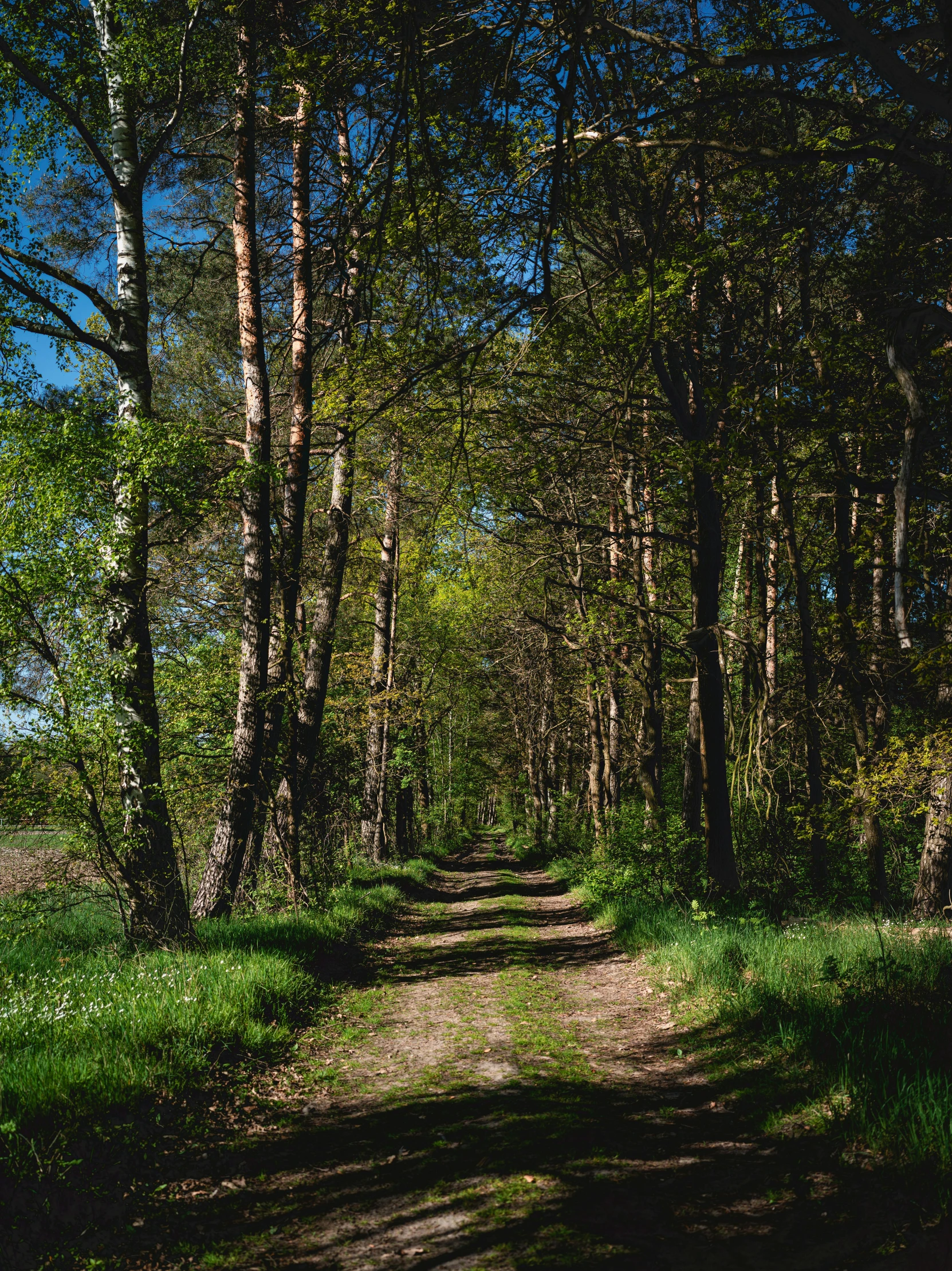 the path has green trees and grass between them