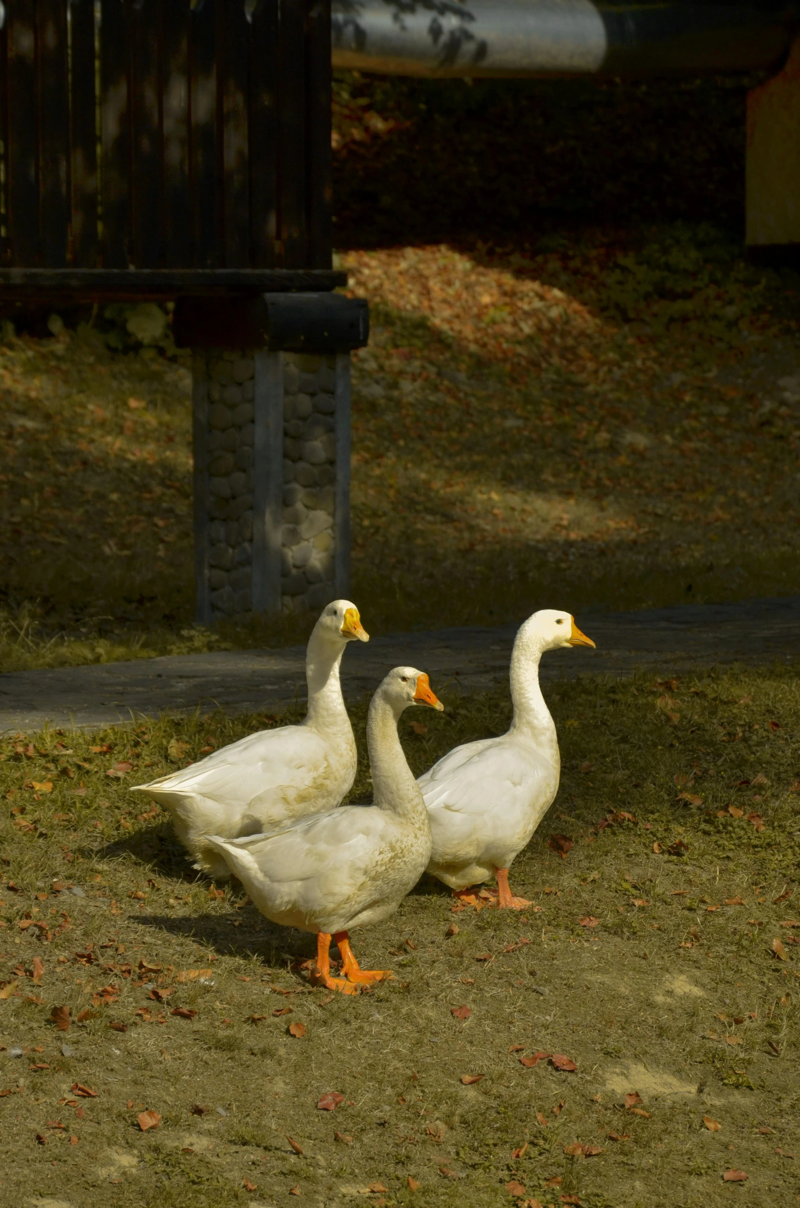 two geese walk next to each other on the ground