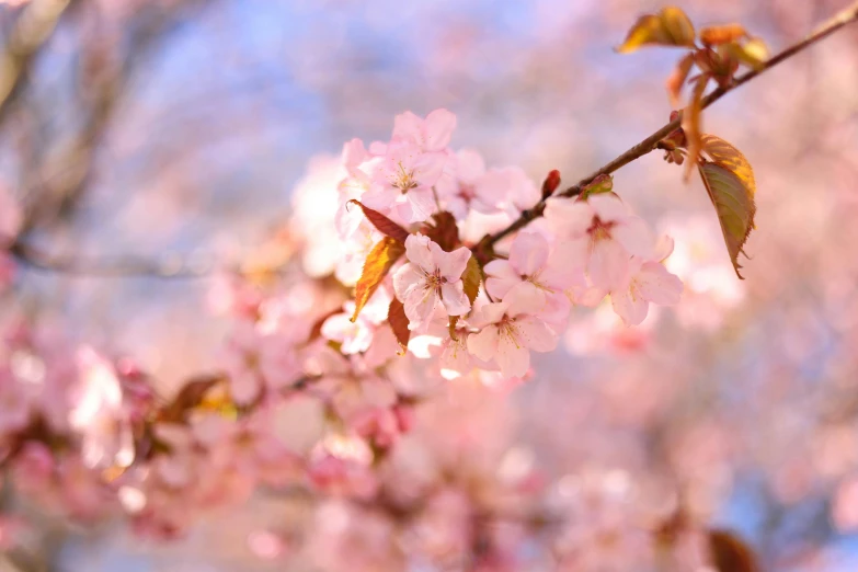 a close up of a blooming tree with lots of flowers