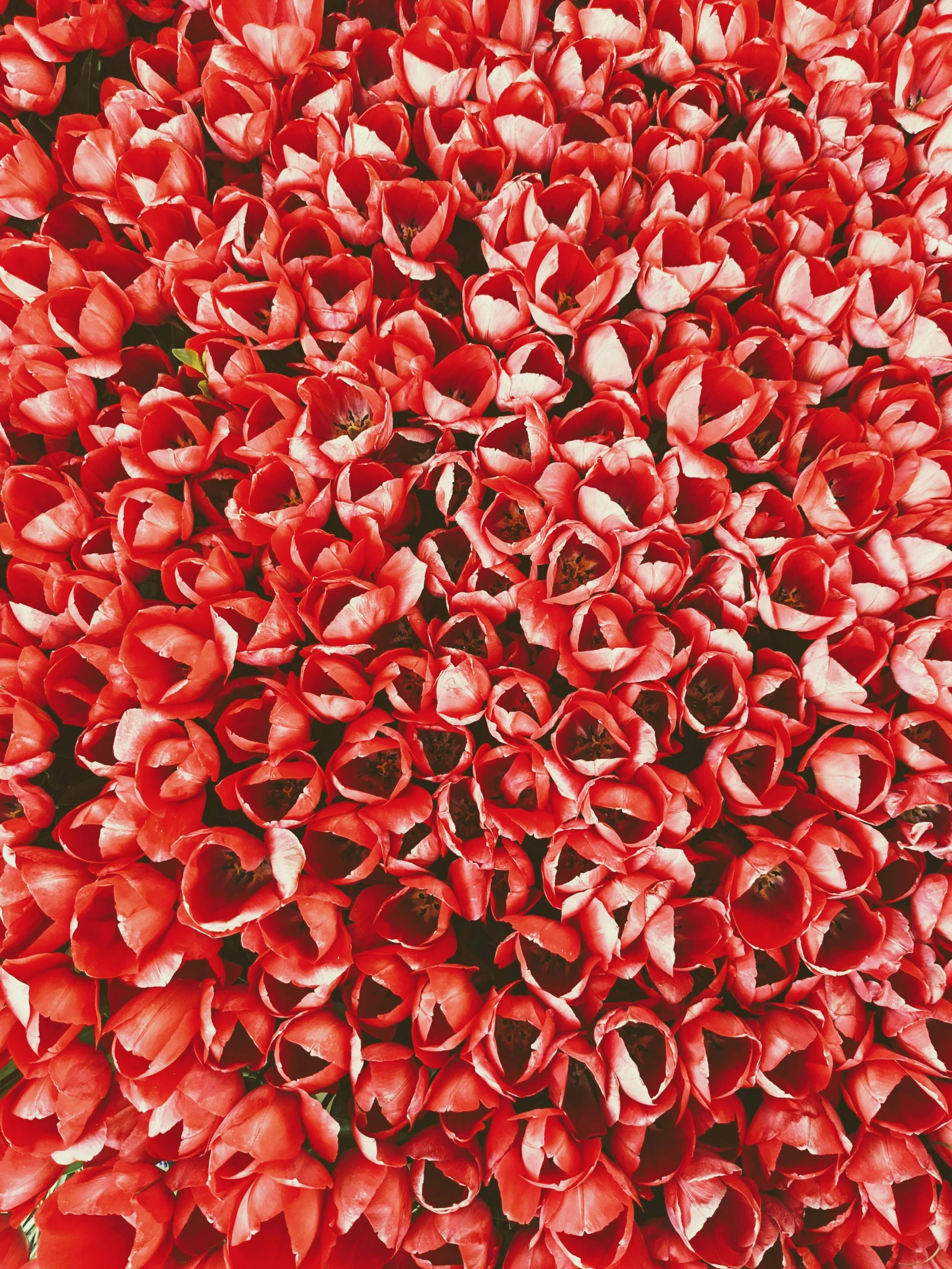 an arrangement of flowers in red and green