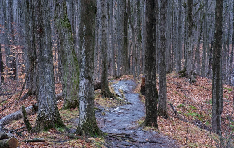 a path winding through a grove of trees