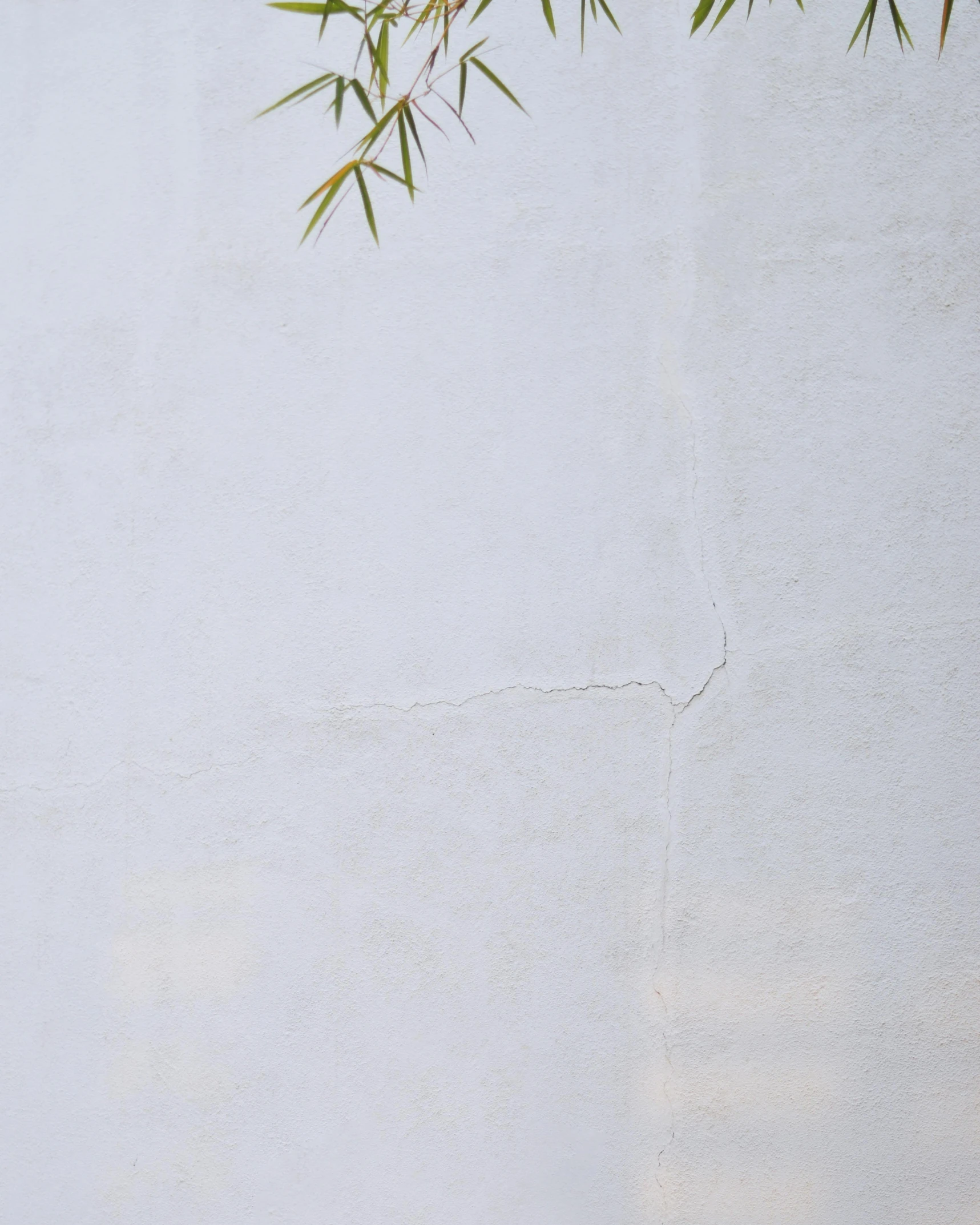 white stucco wall, with thin, green nches in the corner