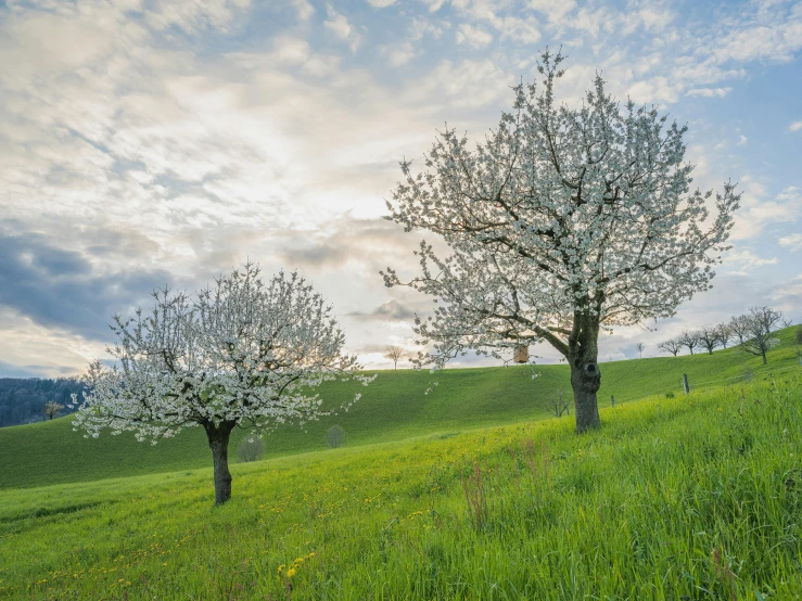 two trees stand alone in a grassy area