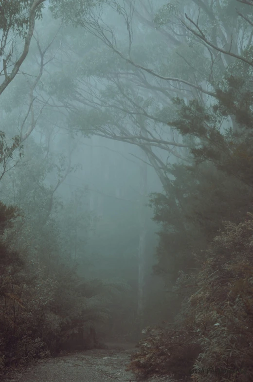 a path is shown with some trees in the background