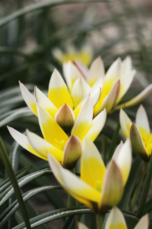 some beautiful flowers that are blooming in the garden