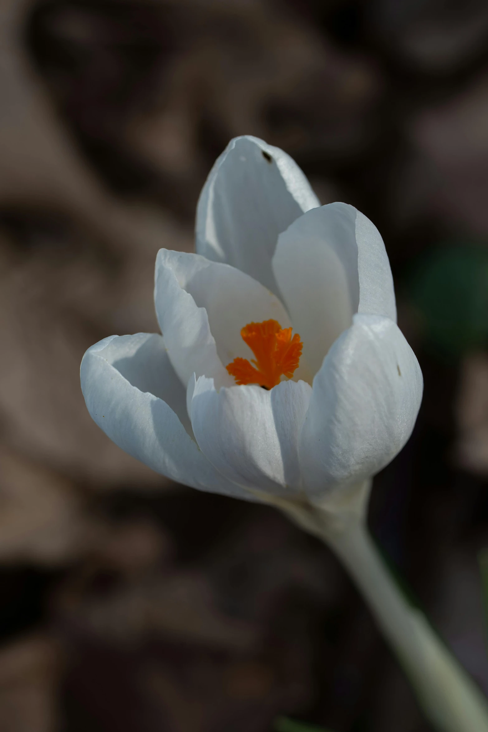 there is a white flower that is standing up