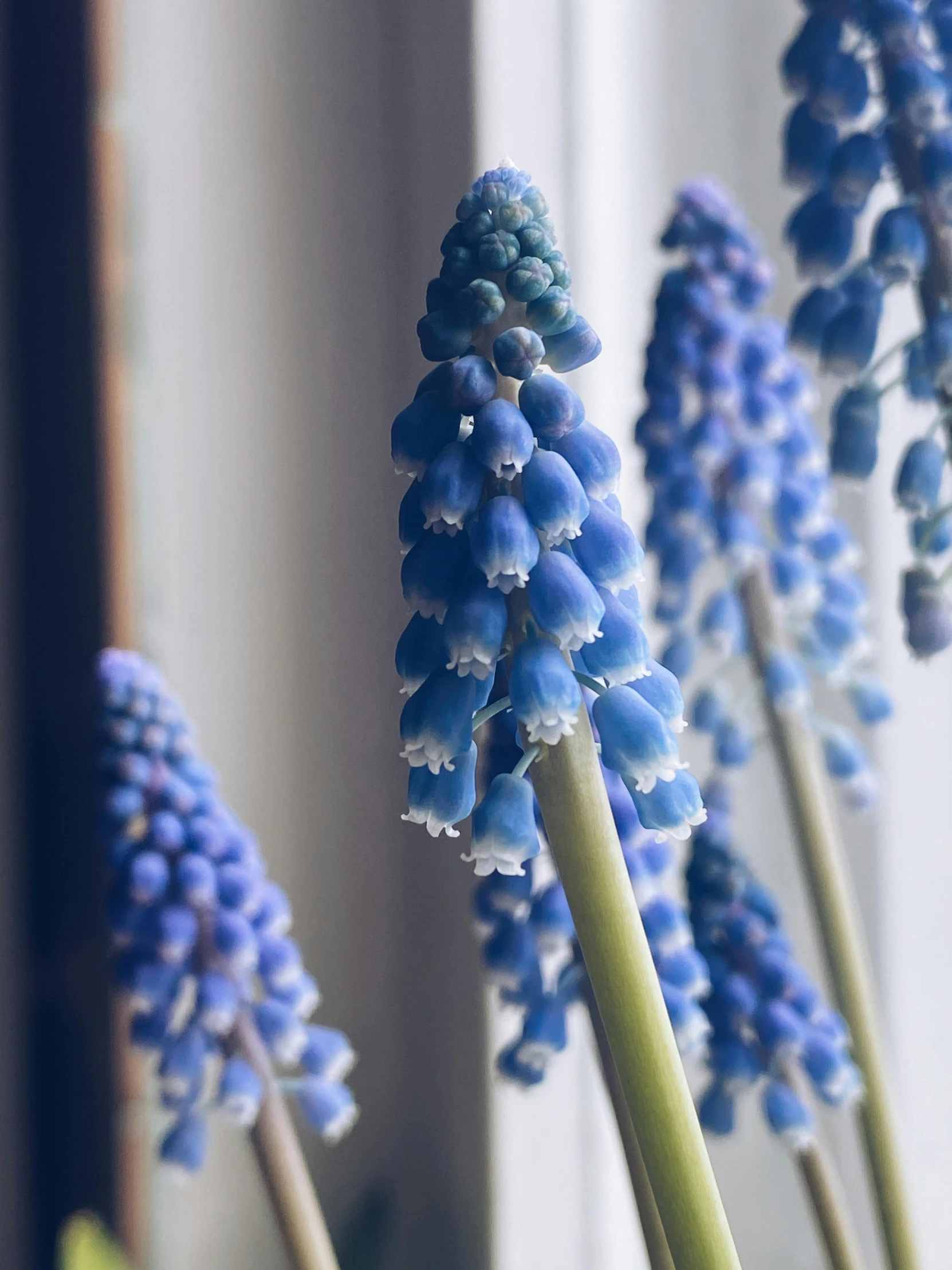 blue flowers sitting in a vase next to a window