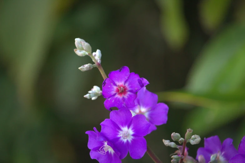 a group of purple flowers with white and red centers