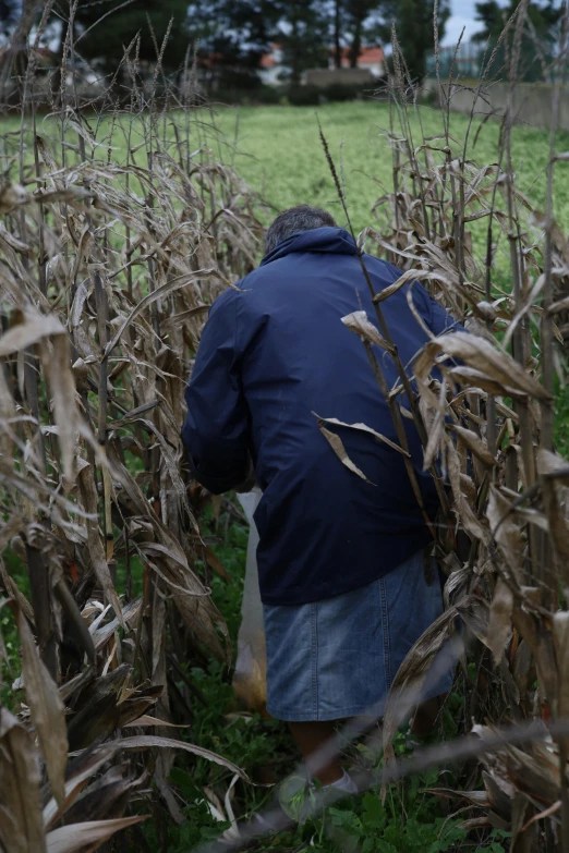 a person standing behind a field of corn