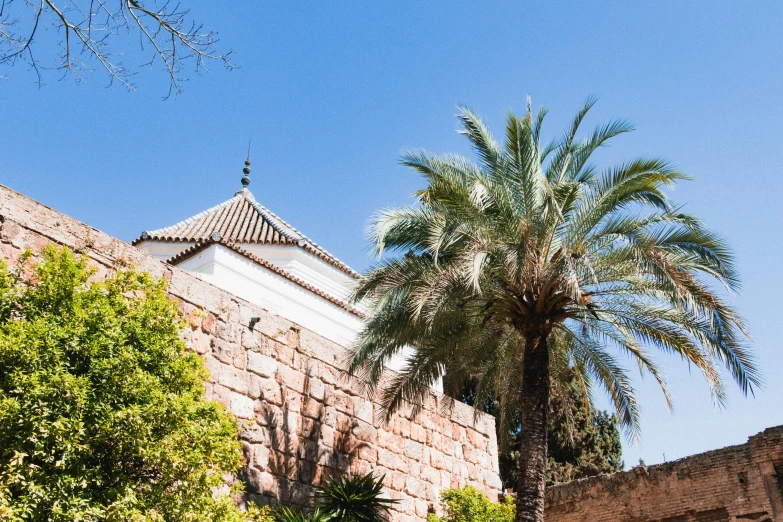 a palm tree stands next to a brick wall and clock tower