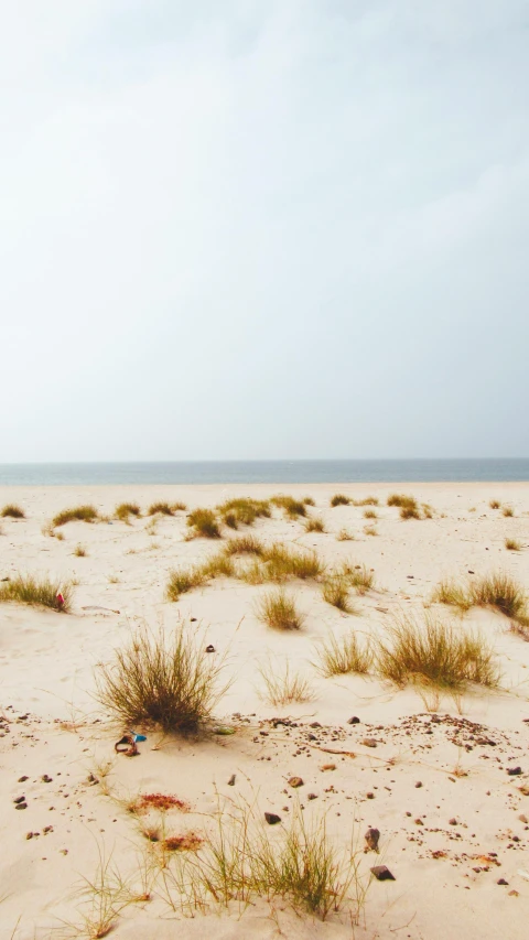 there are many weeds on the sand of this beach