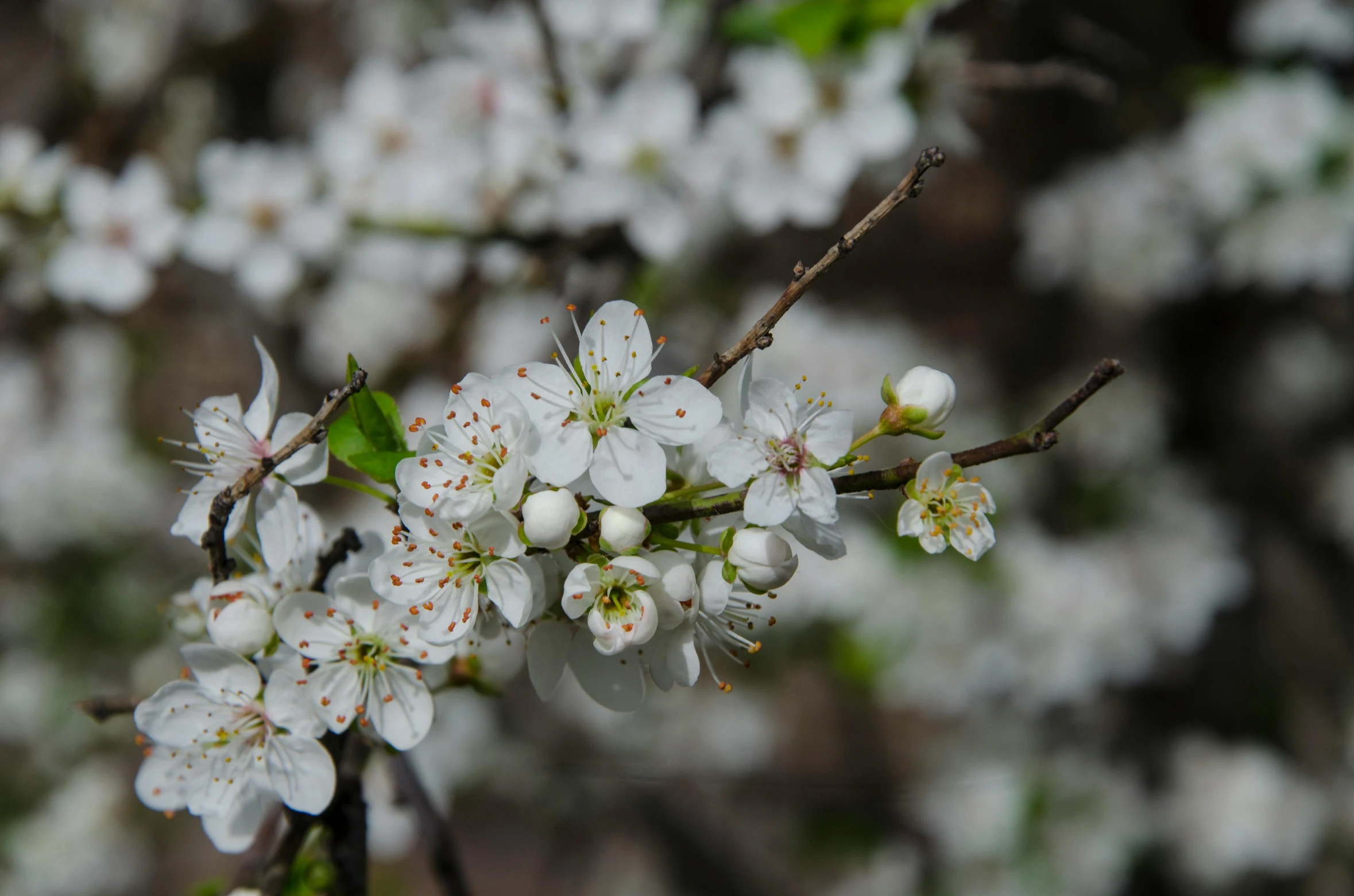 the small white flowers are hanging on the nch