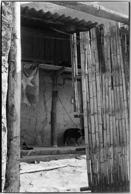 a dog in a building on the dirt ground